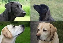 210px-American_and_English_Labrador_heads.webp