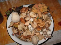 IMG_3225.jpg