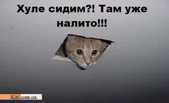 59.webp