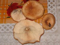 IMG_3266.jpg
