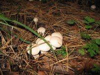 IMG_3258.jpg