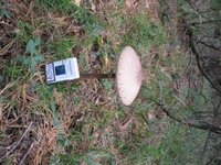 IMG_3247.jpg