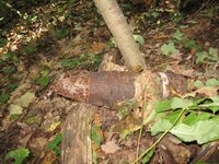 IMG_3231.jpg