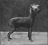 Chinese-Crested-Dog-Hairy-King.webp