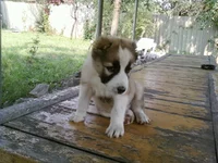 -0080.webp
