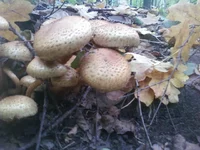 -0085.webp