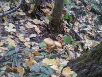 -0086.webp