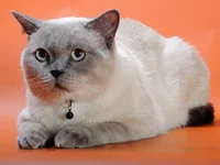 Copy of _DSC0598.webp