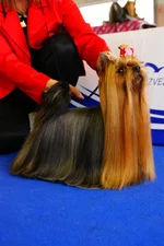 Pretty Witch - European Veteran winner.jpg