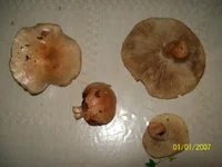 106_0004.webp