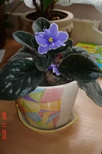 .webp