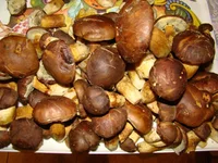DSC02127.webp