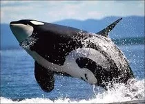 Fn5Bj2zN7GyiYYfCol2cNwzOGY8xp_9rpUHzhoEeu53loU3VUQ.webp