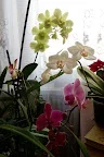 IMGP1338_1.webp