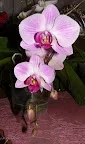 IMGP1340_1.webp