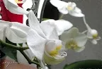 IMGP1333_1.webp
