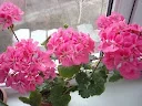 O_DSCN6599.webp