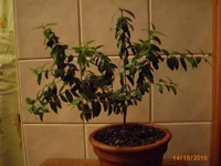 IMG_0596.webp