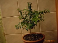 IMG_0597.webp