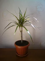  маргината.webp