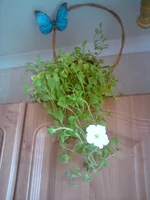 .webp