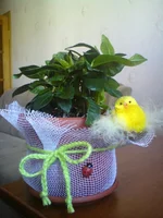 .webp