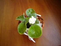  корзиночке 2.webp