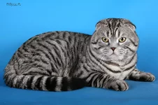 Nazar GR 8.webp