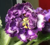 kentavr.webp
