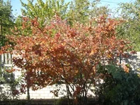 PA170022 - копия.webp
