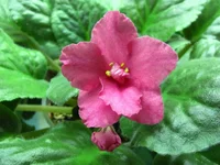 Coral kiss 10.2010.webp