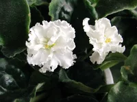 Ice Queen 17.10.2010.webp