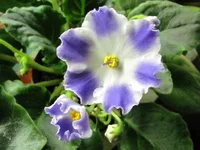 Silverglade Gems.webp