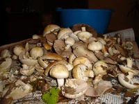 DSC05968_.JPG