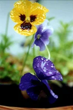birthday_11.webp