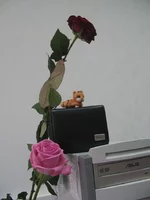 .webp