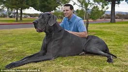 worlds-tallest-dog2.webp