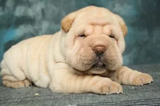 cream-shar-pei(2).webp