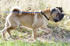 fawn-shar-pei-barri.webp