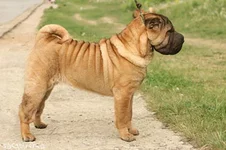 red-fawn-shar-pei-puppy.webp