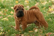 mahogany-red-shar-pei.webp