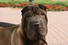 black-shar-pei.webp