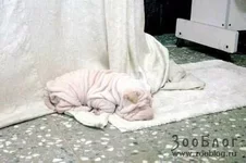 1210603489_3.webp