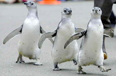 march-of-the-penguins-in-san-francisco.jpg