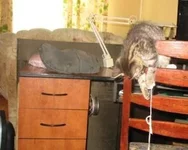 34539.webp