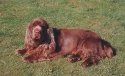 sasseks-spaniel-002.webp