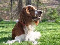 velsh-springer-spaniel-002.webp