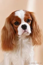 65297642_kingcharlzspaniel.webp