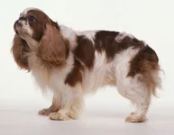 king-charlz-spaniel-001.webp