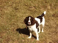 russkiy-ohotnichiy-spaniel-002.webp